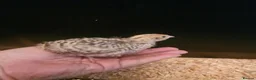 Quail poultry for sale: 🐣 Coturnix & Jumbo Coturnix Quail Hatching Eggs  in Accrington - Advert 9
