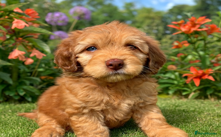 Cockapoo dogs DNA TESTED Last beautiful Apricot boy READY NOW ❤️ - Advert 11