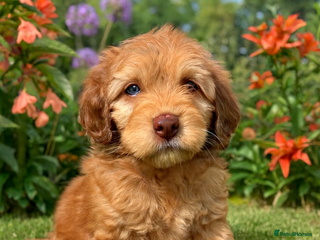 Cockapoo dogs DNA TESTED Last beautiful Apricot boy READY NOW ❤️ - Advert 9