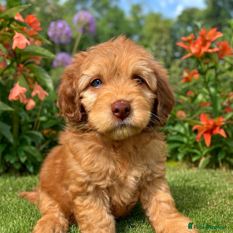 Cockapoo dogs DNA TESTED Last beautiful Apricot boy READY NOW ❤️ - Advert 11