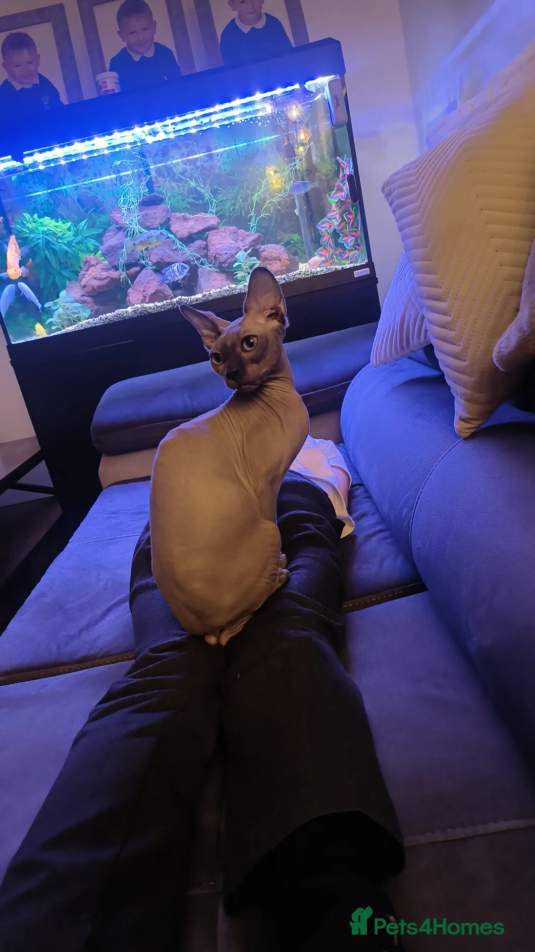Sphynx cats for sale: Male sphynx cat - Advert 1