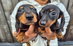 Miniature Dachshund dogs for sale: Miniature smooth dachshund puppies  - Image 9