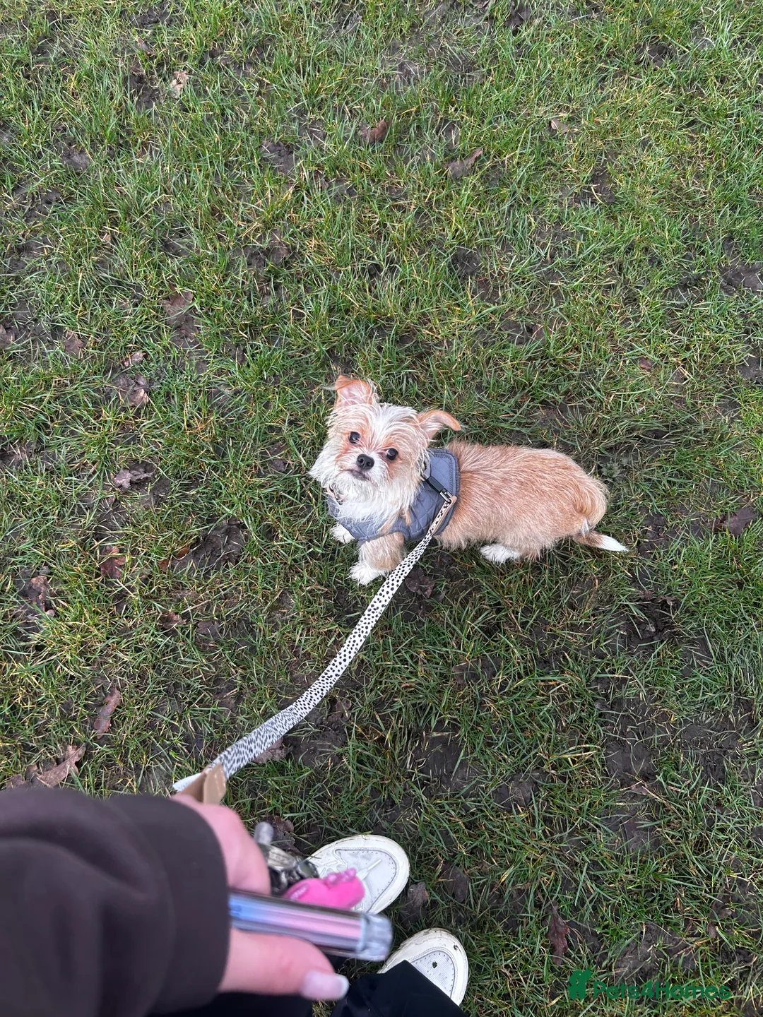 Mixed Breed dogs for sale: Chihuahua cross puppy - Advert 3