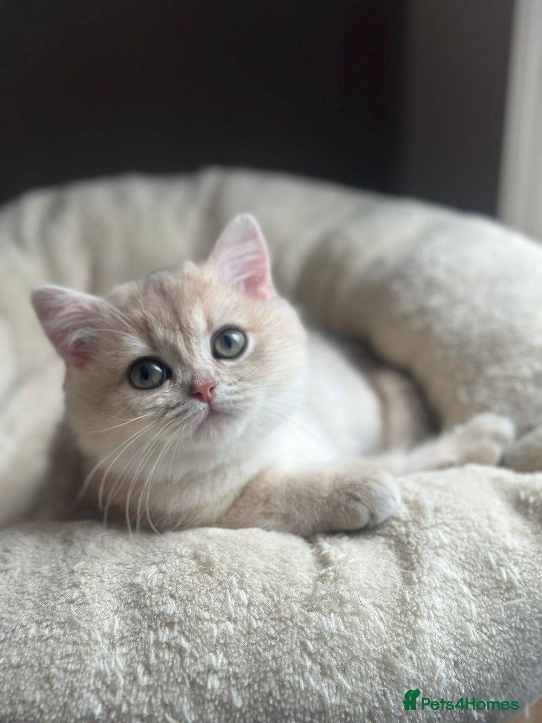 British Shorthair cats for sale: Blue Golden Active Girl - Advert 1