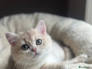 British Shorthair cats Blue Golden Active Girl - Advert 18