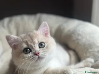 British Shorthair cats Blue Golden Active Girl - Advert 10