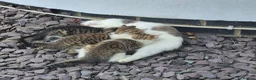 Mixed Breed cats for sale: 2 lively kittens for sale in Ilkeston - Advert 5