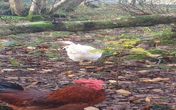 Chickens poultry for sale: Farm yard mix of laying hens and point of lay - Image 11