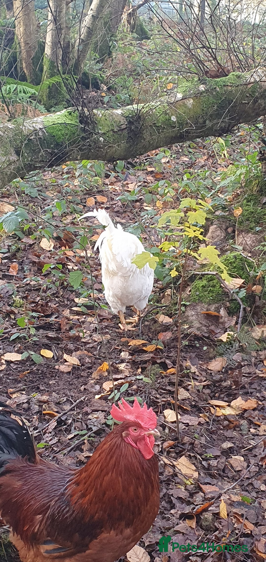 Chickens poultry for sale: Farm yard mix of laying hens and point of lay - Image 11