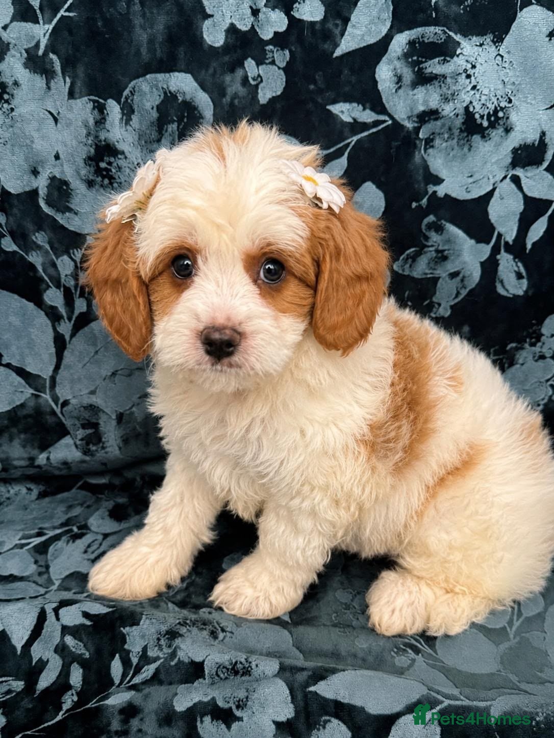 Cavapoo dogs VERY RARE TOY CAVAPOO PUPPIES READY TO LEAVE!  - Advert 5