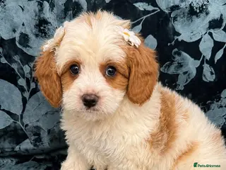 Cavapoo dogs VERY RARE TOY CAVAPOO PUPPIES READY TO LEAVE! - Advert 5