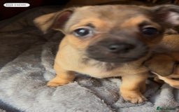Mixed Breed dogs for sale: Beautiful jackchi puppies  - Advert 6