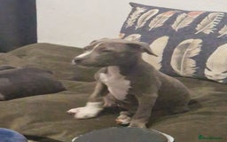 Mixed Breed dogs for sale: Blue and blue brindle staffy x bulldog  - Image 4