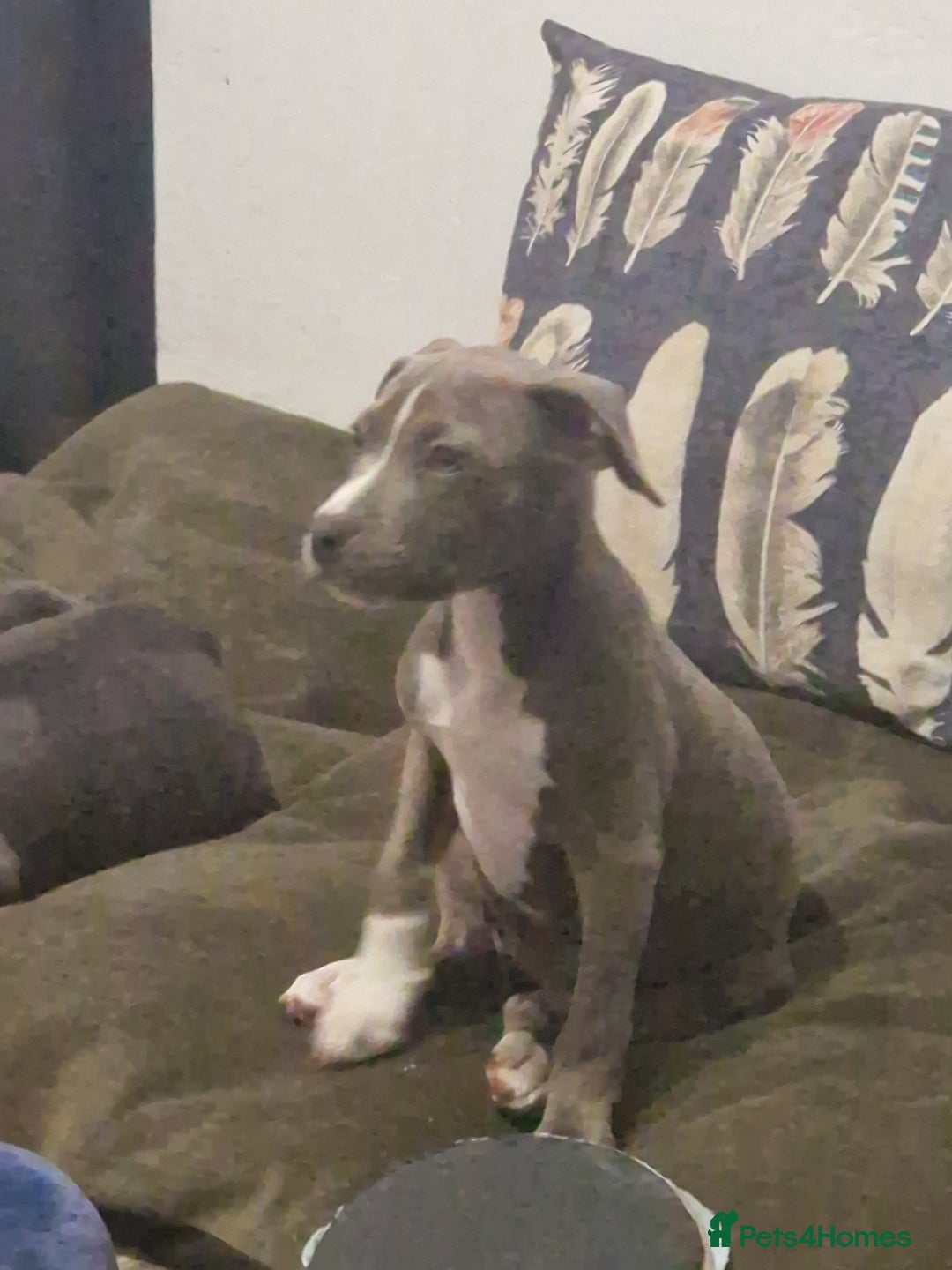 Mixed Breed dogs for sale: Blue and blue brindle staffy x bulldog  - Image 4