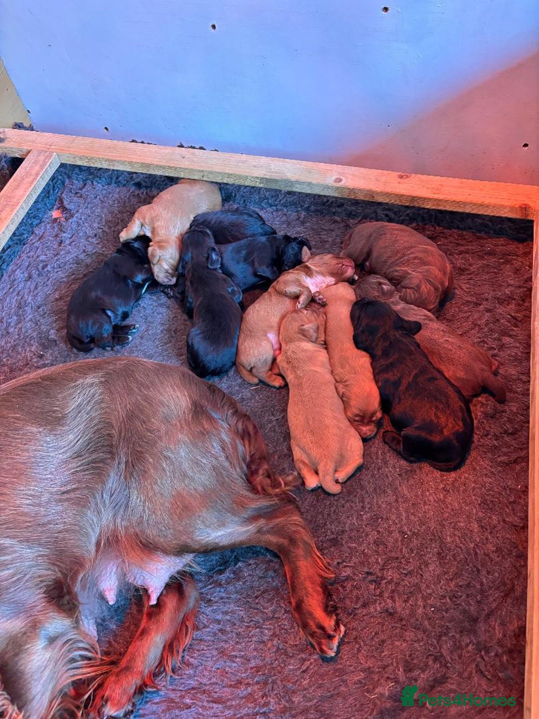 Cocker Spaniel dogs for sale: WORKING COCKER SPANIELS - Image 2