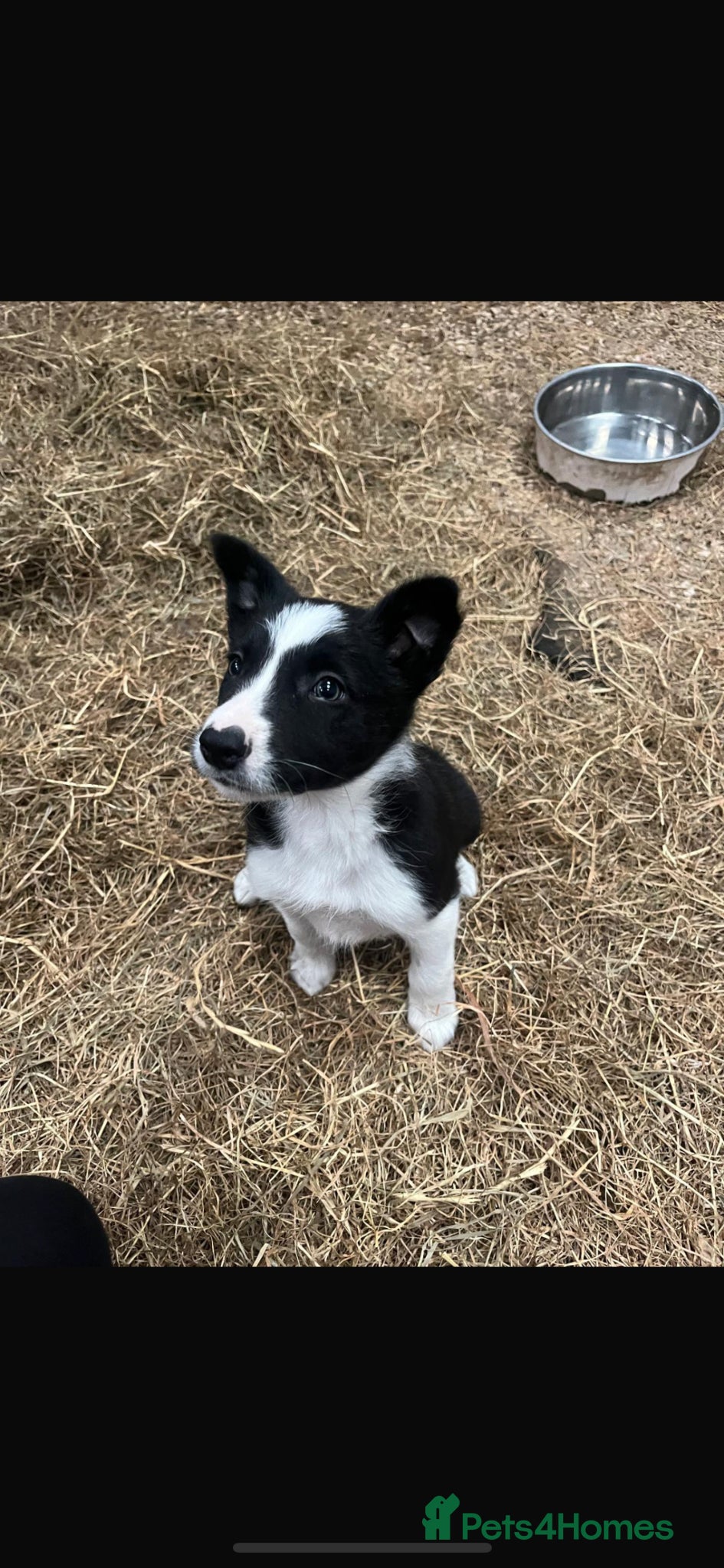 Border Collie dogs Border collie puppies ready now  - Advert 1