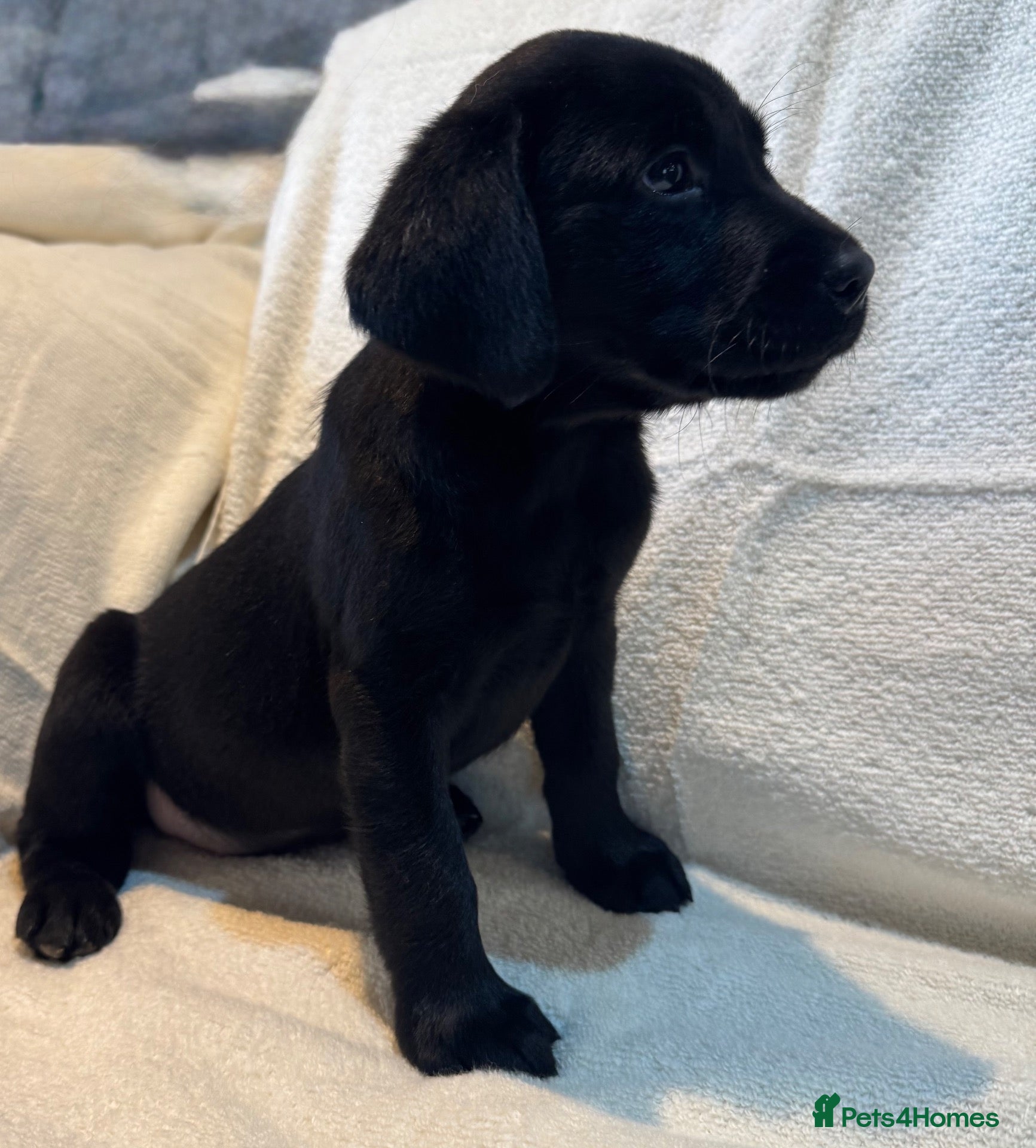 Labrador Retriever dogs Labrador pup - Advert 2