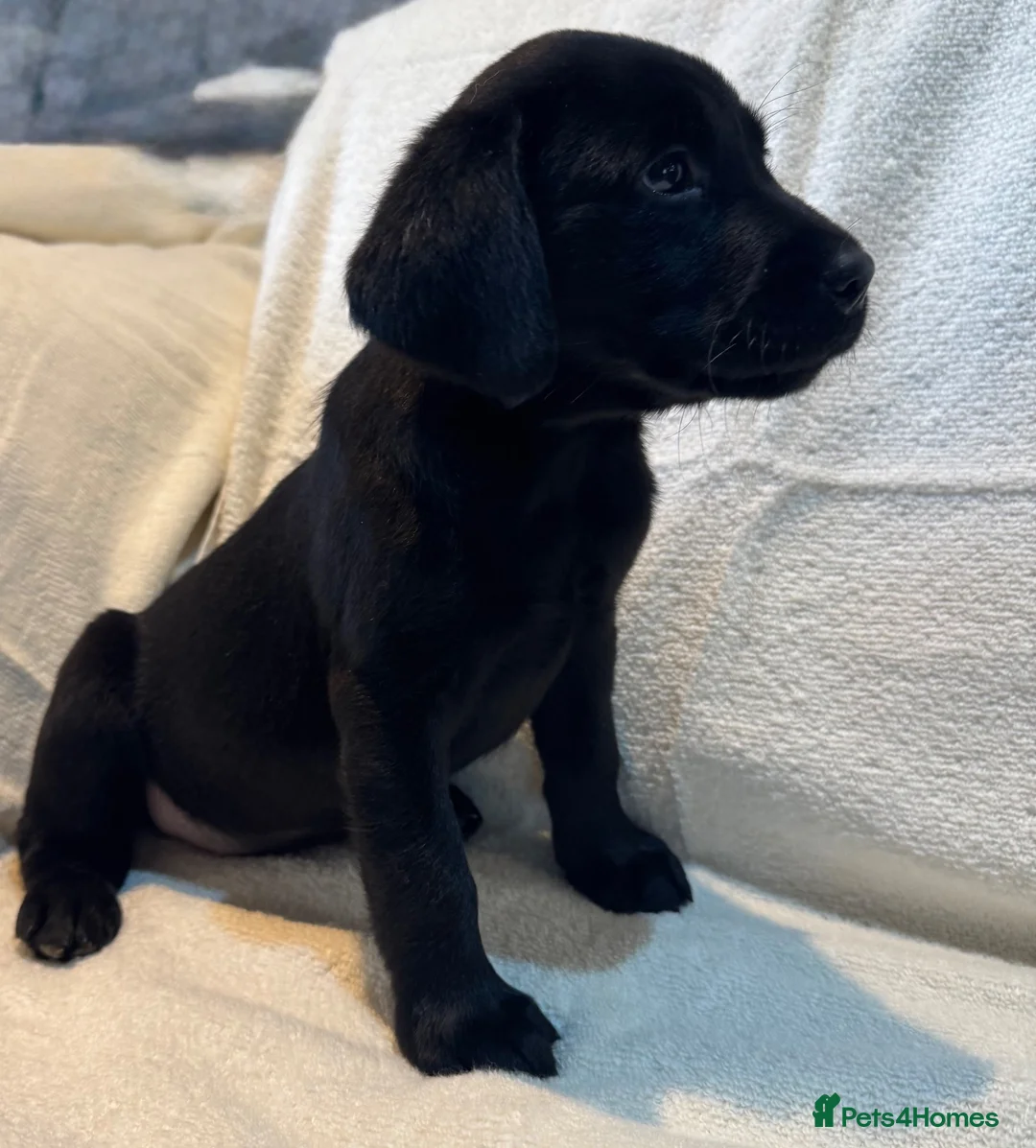 Labrador Retriever dogs for sale: Labrador pup - Advert 2