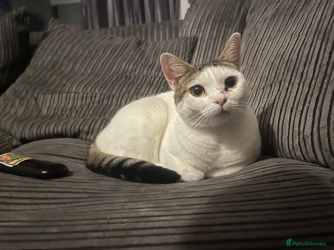 Mixed Breed cats for sale: babby - Advert 6