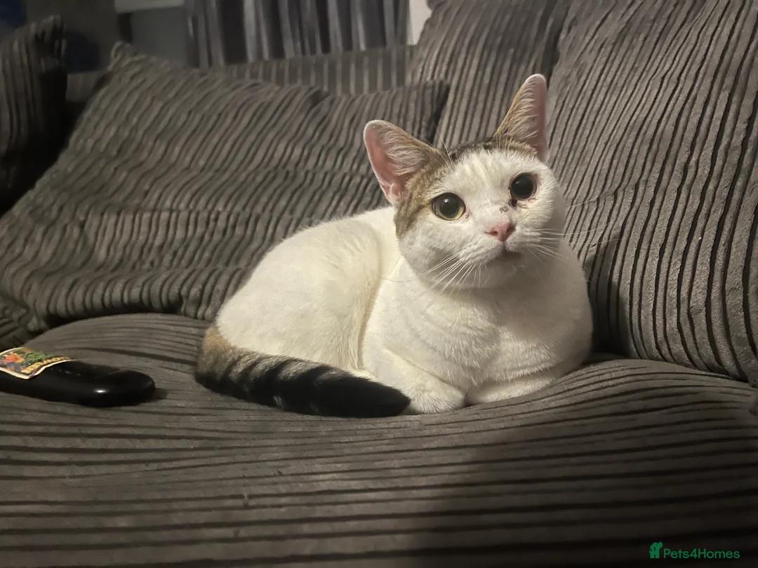 Mixed Breed cats for sale: babby - Advert 6