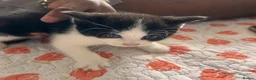 Mixed Breed cats for sale: Kittens  - Advert 13