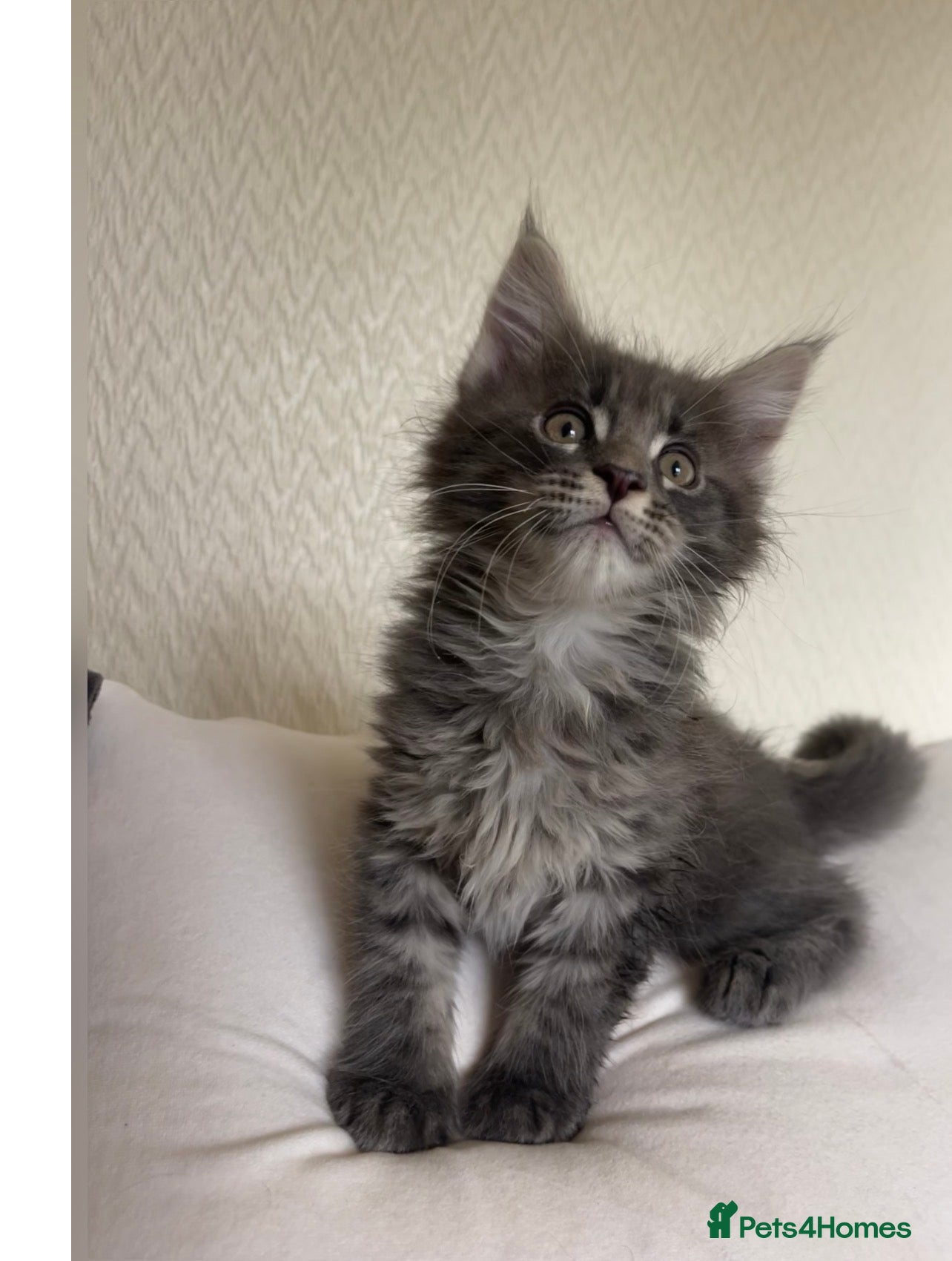Maine Coon cats Maine Coon boy  - Advert 13