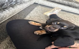 Mixed Breed dogs for sale: French bulldog X dauschaund - Image 15