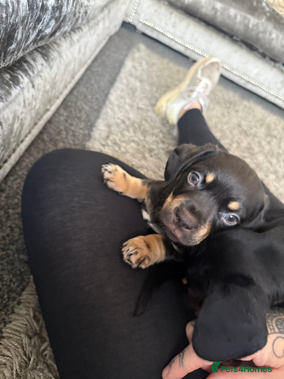 Mixed Breed dogs for sale: French bulldog X dauschaund - Image 15