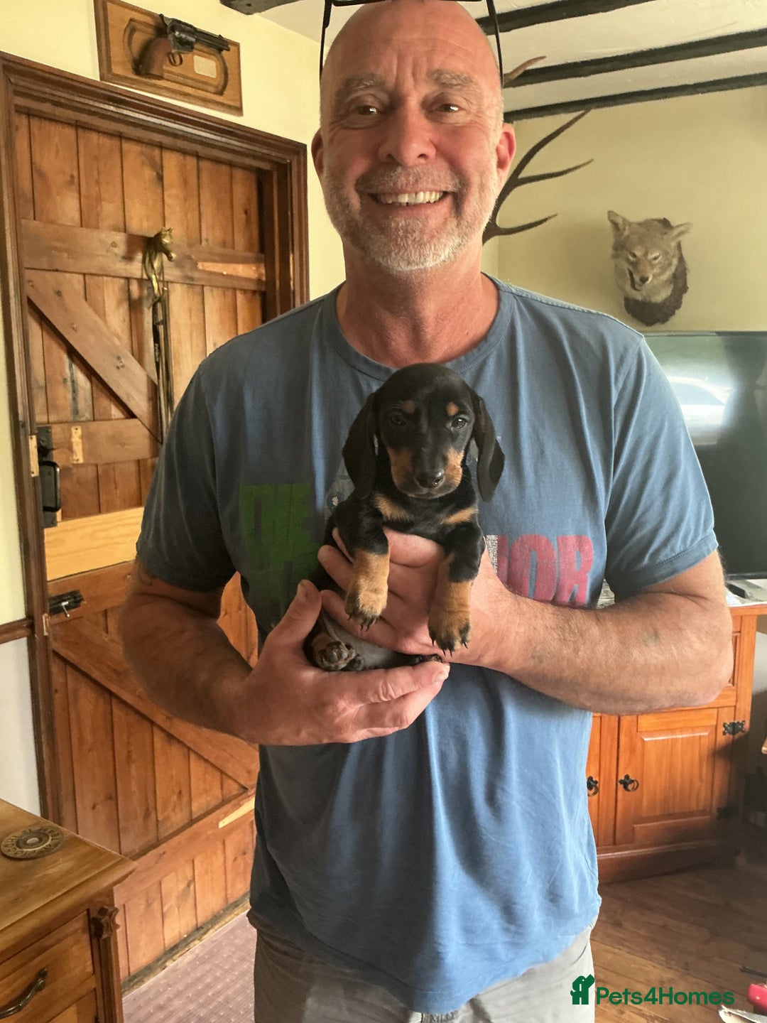 Dachshund dogs for sale: Dachshunds pure bred puppies for sale - Image 16