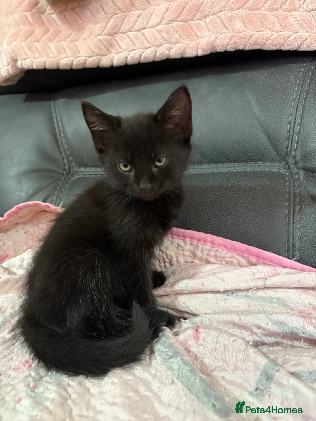 Mixed Breed cats for sale: 4 male kittens for sale in Ipswich - Advert 2
