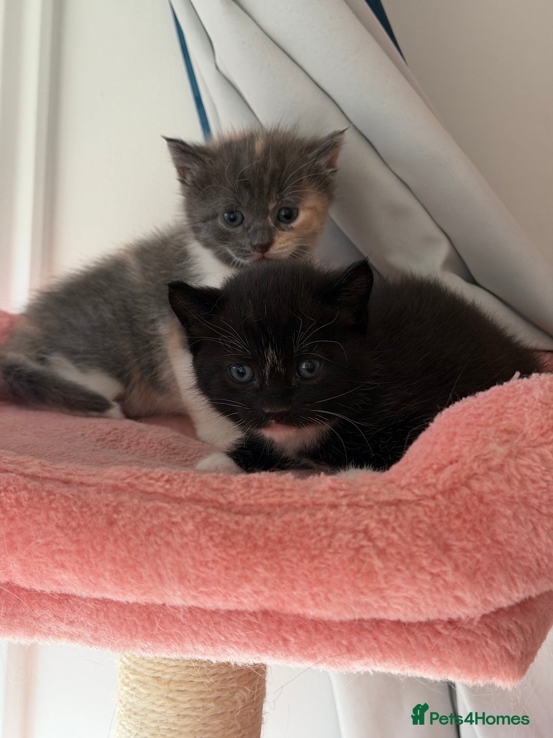 British Shorthair cats for sale: Looking for new home!!! - Advert 11