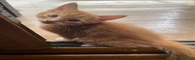 Kitten 4