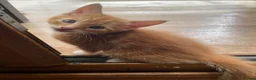 Mixed Breed cats for sale: 5 beautiful kittens mixed breed  - Advert 6