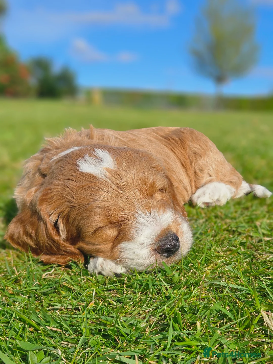 Cockapoo dogs for sale: FALLOWCOPSE F1 Miniature Cockapoo puppies - Advert 8