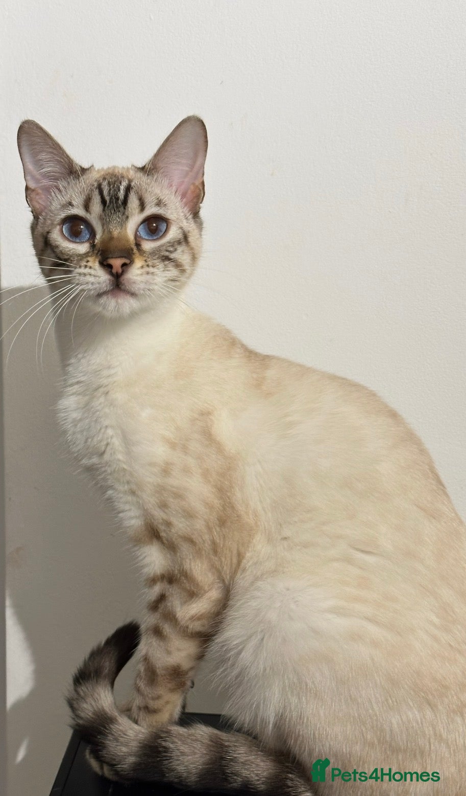 Bengal cats Beautiful Snow lynx 3yrs old - Advert 2