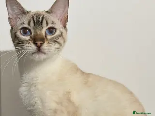 Bengal cats Beautiful Snow lynx 3yrs old - Advert 2