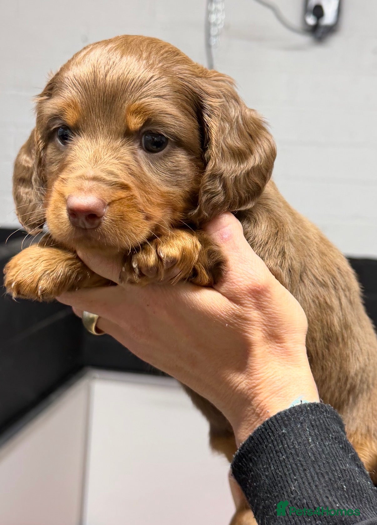 Miniature Dachshund dogs Mini dachshund 1 long haired 2 smooth  - Advert 11