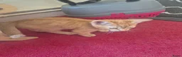 Mixed Breed cats for sale: Cute ginger kitten - Advert 3