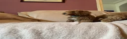 Cockapoo dogs for sale: Last Stunning cockapoo girl ready now - Advert 8