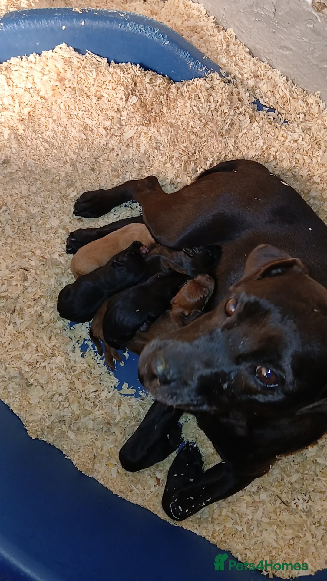 Patterdale Terrier dogs for sale: Patterdale terrier pups  - Image 1