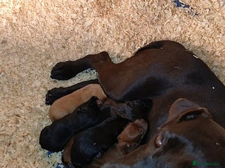 Patterdale Terrier dogs - Advert 1