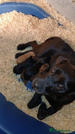 Patterdale Terrier dogs - Advert 3