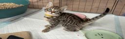 Savannah cats for sale: LAST BOY kitten left ! - Advert 35