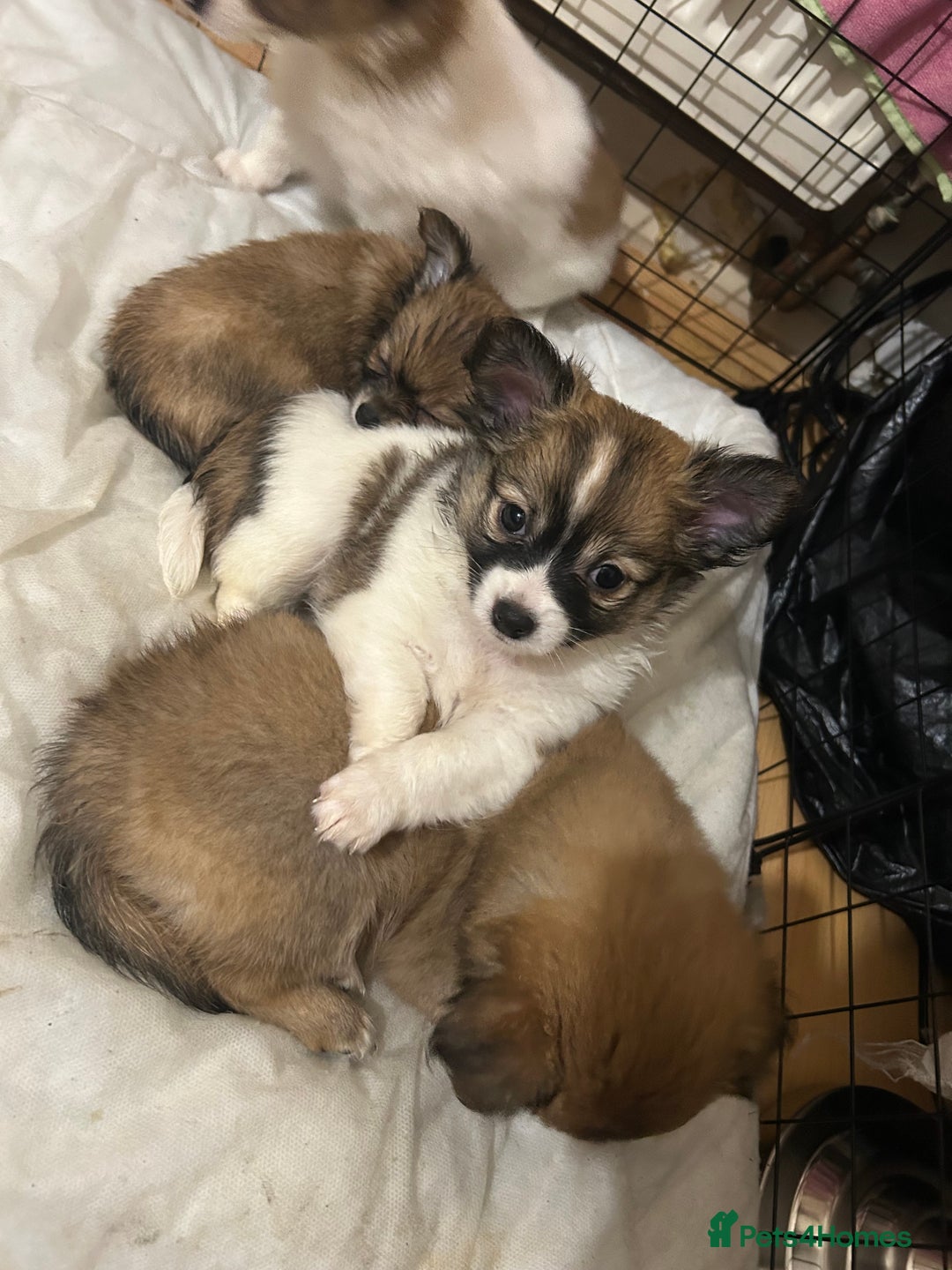 Chihuahua dogs for sale: 5 teacup chihuahua puppies - Image 9
