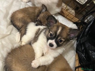 Chihuahua dogs - Advert 33