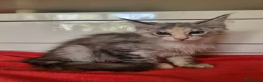 Maine Coon 4