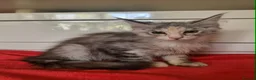 Maine Coon cats for sale: Beautiful Maine Coon Kittens  - Advert 1