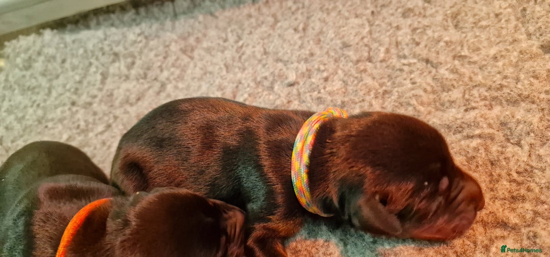 Dobermann dogs for sale: Top line doberman puppies - Image 25