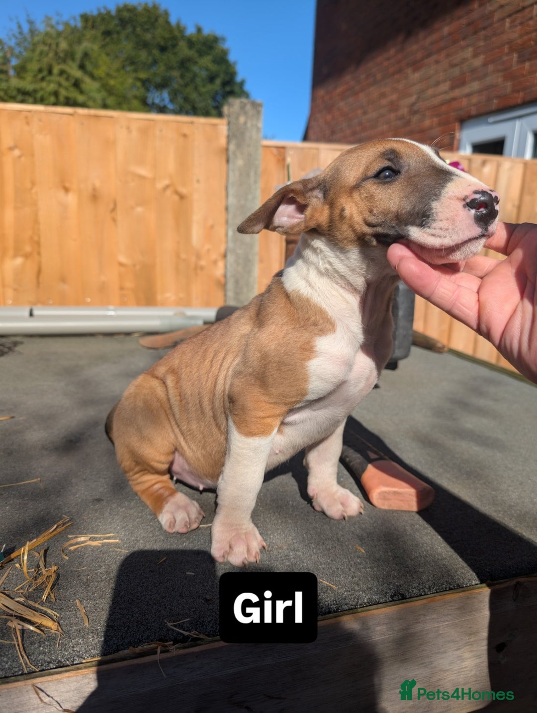 English Bull Terrier dogs for sale: Original English bull terriers  - Image 3