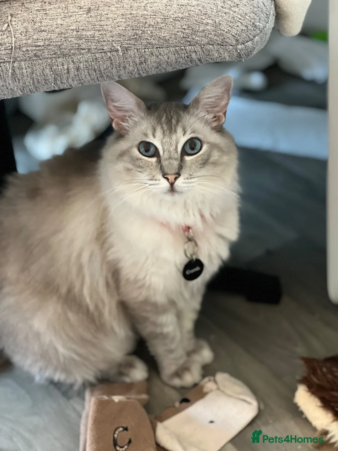 Ragdoll cats for sale: Purebred Ragdoll kittens - boys only - Ready Now! - Advert 2